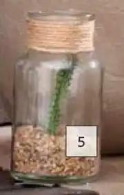 Builders Warehouse Succulent In Glass Vase 125mm (H) x 70mm (Dia) offer