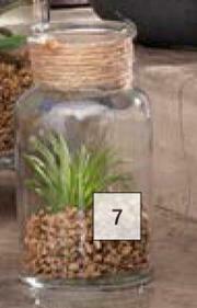 Builders Warehouse Succulent In Glass Vase 125mm (H) x 70mm (Dia) offer