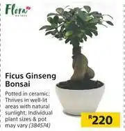 Builders Warehouse Flora Ficus Finseng Bonsai offer
