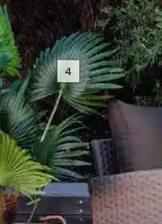 Builders Warehouse Fan Palm Tree 1.3m offer