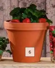 Builders Warehouse Standard Round Terracotta Pot-155mm(h) x 180mm(d) offer