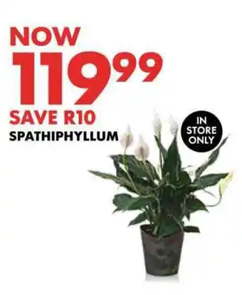 Woolworths SPATHIPHYLLUM offer