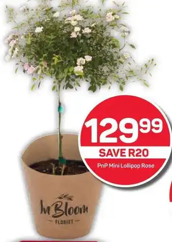 Pick n Pay PnP Mini Lollipop Rose offer