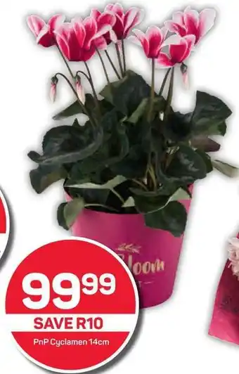 Pick n Pay PnP Cyclamen 14cm offer