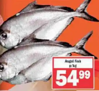 Angel Fish p/kg