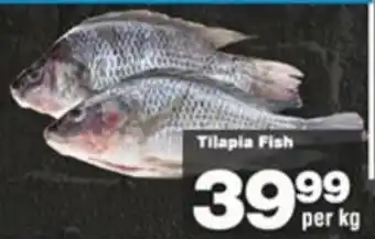 Tilapia Fish