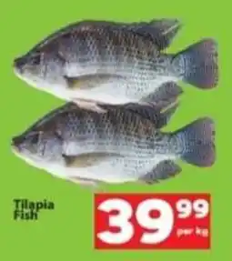 Tilapia Fish