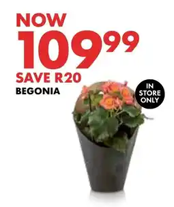 BEGONIA