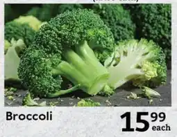 Broccoli
