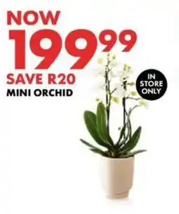 Woolworths MINI ORCHID offer