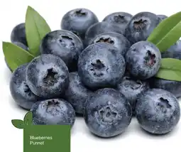 Save Blueberries Punnet offer