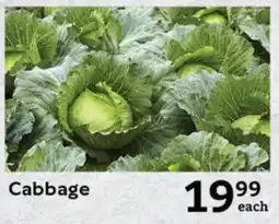 Cabbage