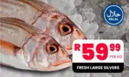 Take 'n Pay FRESH LARGE SILVERS offer