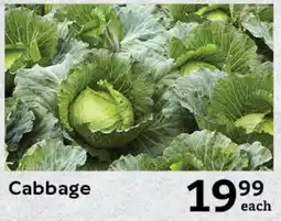Oxford Freshmarket Cabbage offer