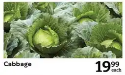 Cabbage