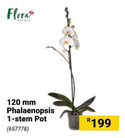 Builders Warehouse Flora Phalaenopsis 1-stem Pot offer