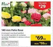 Flora 140mm Patio Rose-Each