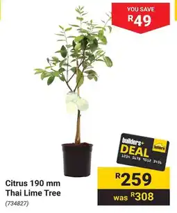 Builders Warehouse Citrus Thai Lime Tree offer