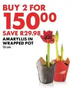 Woolworths Amaryllis in wrapped pot offer