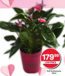 Pick n Pay Hypermarket PnP Anthuriums offer