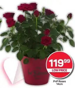 Pick n Pay Hypermarket PnP Roses offer