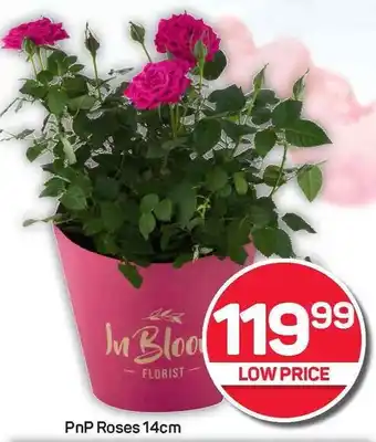 Pick n Pay Hypermarket PnP Roses offer