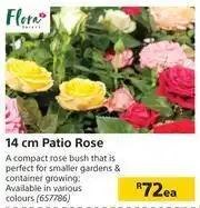 Builders Warehouse Flora 14cm Patio Rose-Each offer