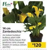 Builders Warehouse Flora 14cm Zantedeschia offer