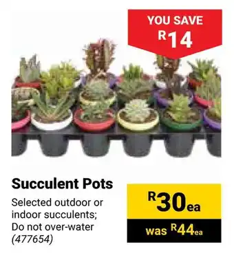 Builders Warehouse Succulent Pots offer