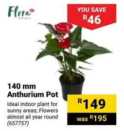 Builders Warehouse Flora Anthurium Pot offer