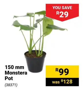 Builders Warehouse Monstera Pot offer