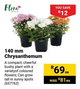 Builders Warehouse Flora Chrysanthemum offer