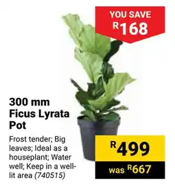 Builders Warehouse Ficus Lyrata Pot offer