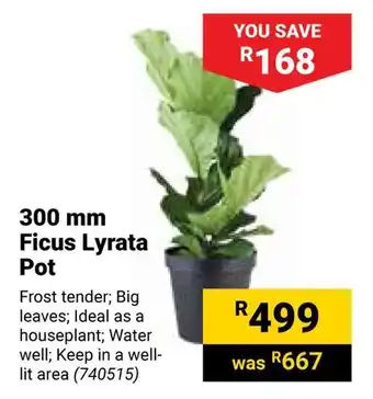 Builders Warehouse Ficus Lyrata Pot offer