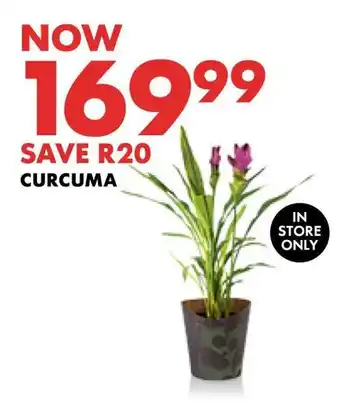 Woolworths Curcuma offer