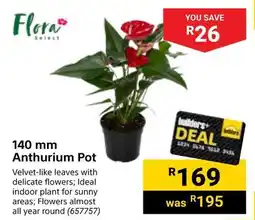 Builders Warehouse Flora Anthurium Pot offer