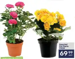 President Hyper Assorted Pot Plants offer