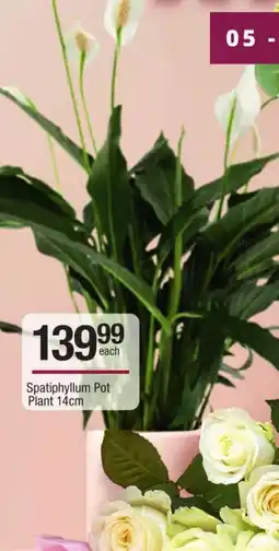 Checkers Spatiphyllum Pot Plant offer