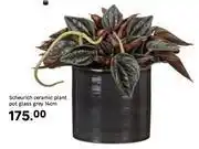 Leroy Merlin Scheurich Ceramic Plant Pot Glass Grey 14cm offer