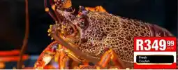 Take 'n Pay Fresh Crayfish offer