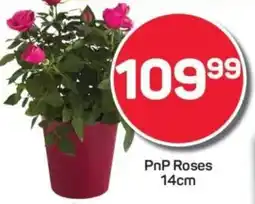Pick n Pay PnP Roses offer