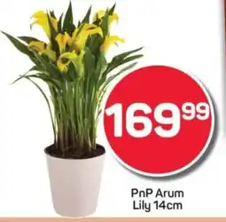 Pick n Pay PnP Arum Lily offer