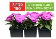 Leroy Merlin Plant Bundles-For 3 offer