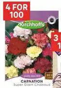 Leroy Merlin Kirchhoffs Carnation Super Giant Chabaud-For 4 offer