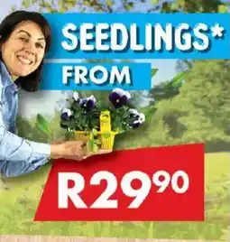 Chamberlain Seedlings offer