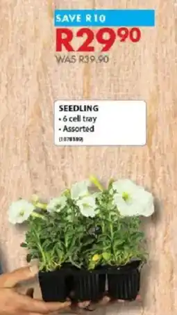 Chamberlain Seedling offer
