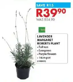 Chamberlain Lavender margaret roberts plant offer