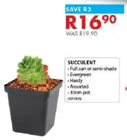 Chamberlain Succulent offer