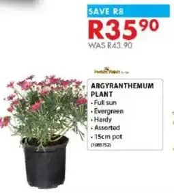 Chamberlain Argyranthemum plant offer