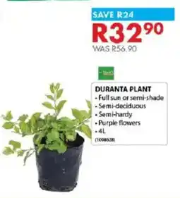 Chamberlain Duranta plant offer